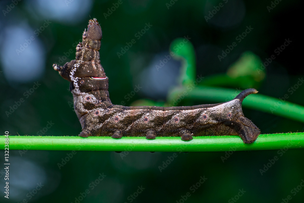 Left view of Elephant Hawk Moth (Deilephila elpenor) bending itself into L shape, lifting its head on a green stem horizontally inside a forest located at Bukit Bandaraya, Shah Alam, Selangor Left view of Elephant Hawk Moth (Deilephila elpenor) bending itself into L shape, lifting its head on a green stem horizontally inside a forest located at Bukit Bandaraya, Shah Alam, Selangor