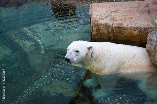 Polar bear swimming in pool at zoo 
