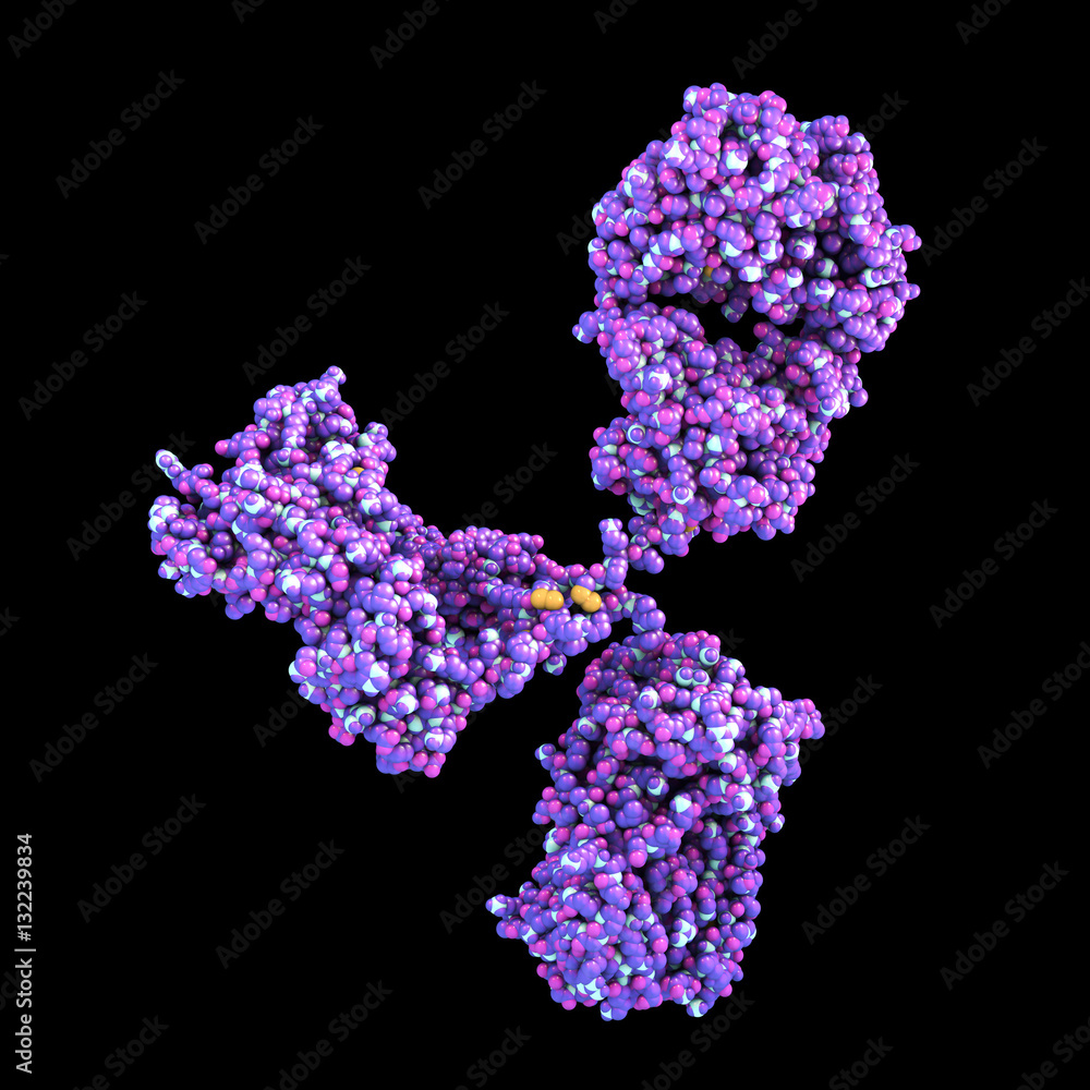 Molecular model of antibody taking part in immune defense. Molecule of immunoglobulin isolated on black background, 3D illustration