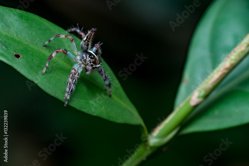 Female Pancorius Jumper (Pancorius cf. magnus) Jumping Spider stay still on a green leaf © naaimzerox2