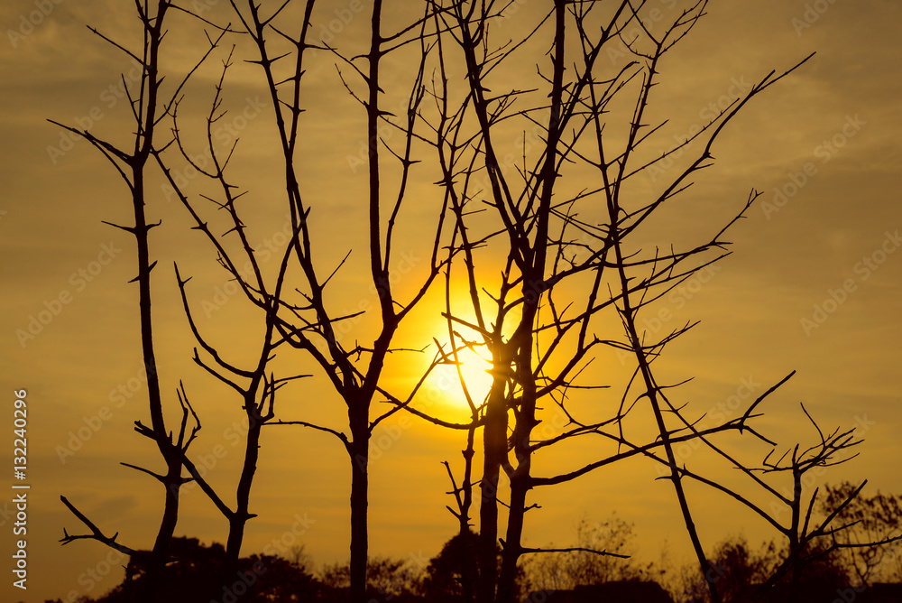 Fototapeta premium Branches in front of sunset sky