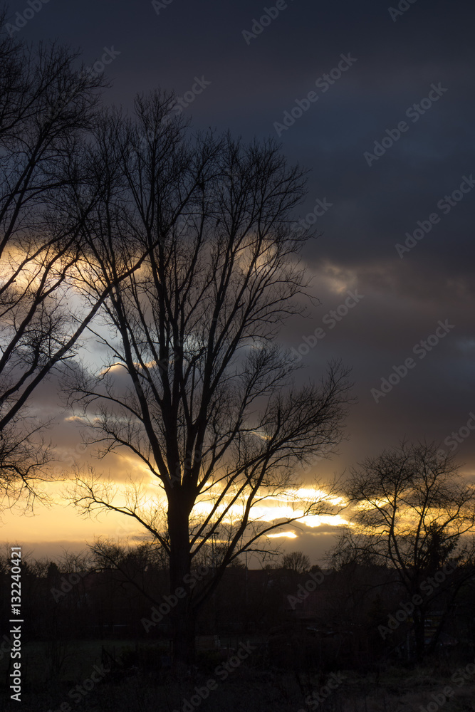 kahle bäume vor einem abendhimmel