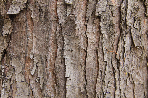 Tree bark texture. Wood background