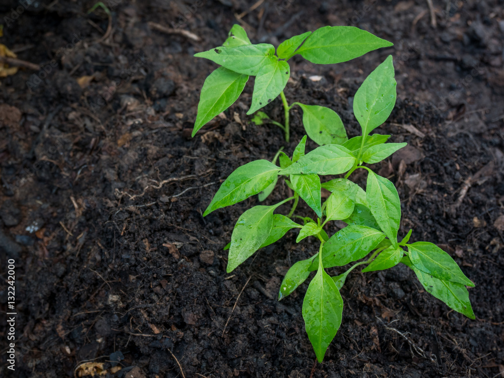 Young plant Young plant