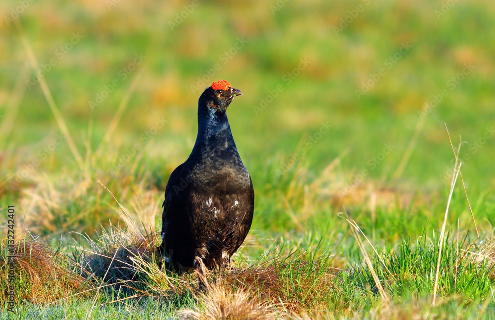 black grouse in natural habitat black grouse in natural habitat