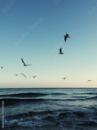 sea       sunset and flying seagulls