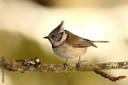 crested tit perched on small twig