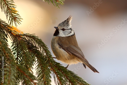 crested tit sitting on fir tree