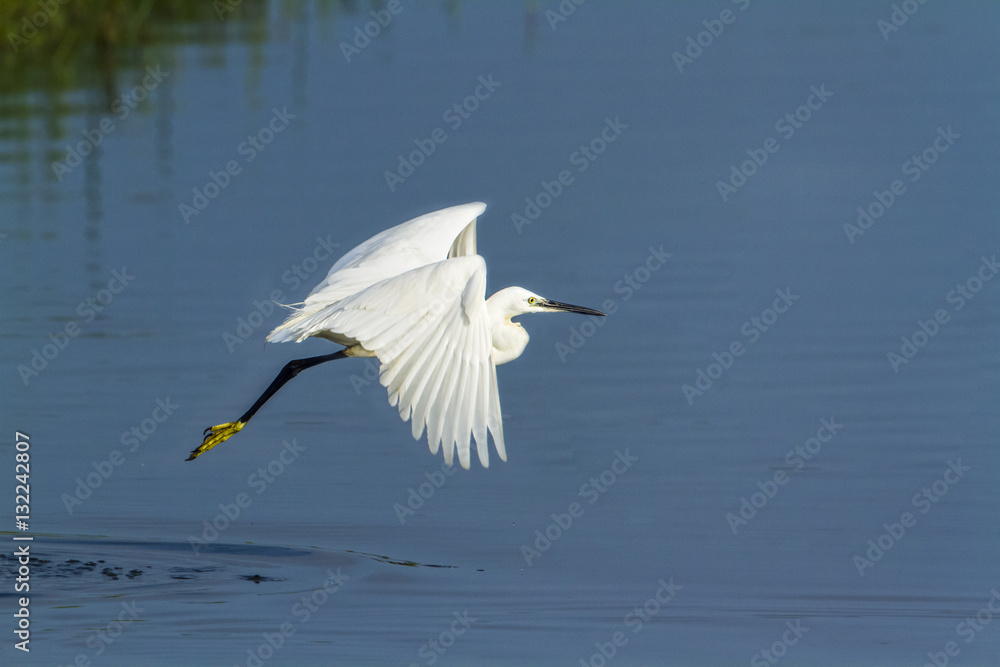 Little egret in Arugam bay lagoon, Sri Lanka Little egret in Arugam bay lagoon, Sri Lanka