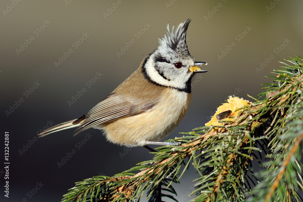 Fototapeta premium cute crested tit