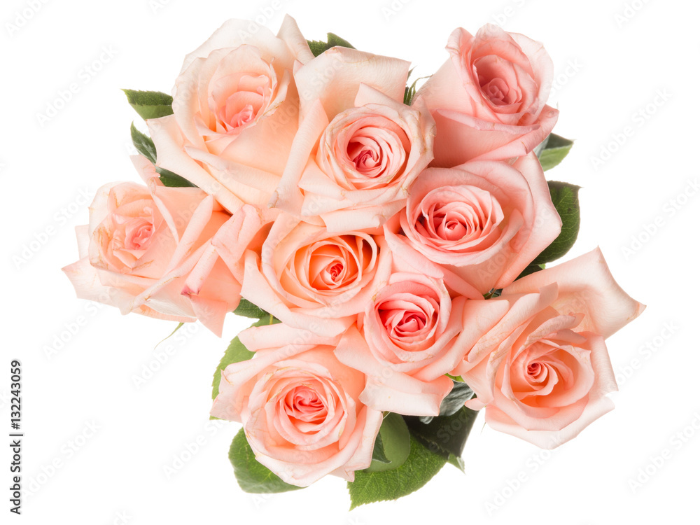 pink roses on a white background