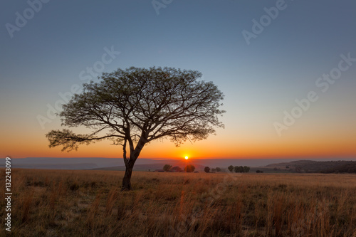 Sunrise and lone tree