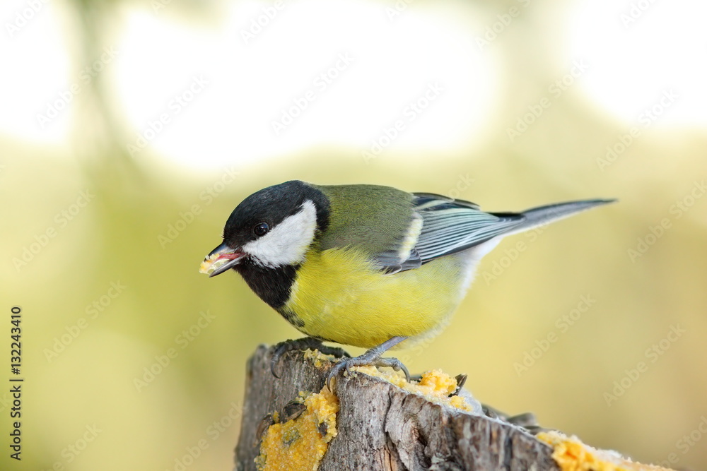 great tit on wooden stump