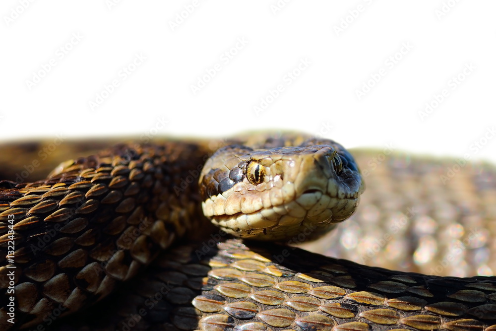 head of meadow viper with place for your text head of meadow viper with place for your text