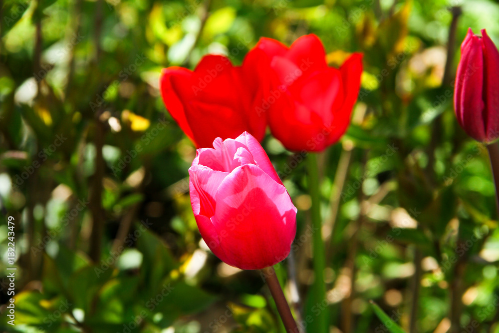 Rote Mohnblumen mit Rosa Blume in der Natur Rote Mohnblumen mit Rosa Blume in der Natur
