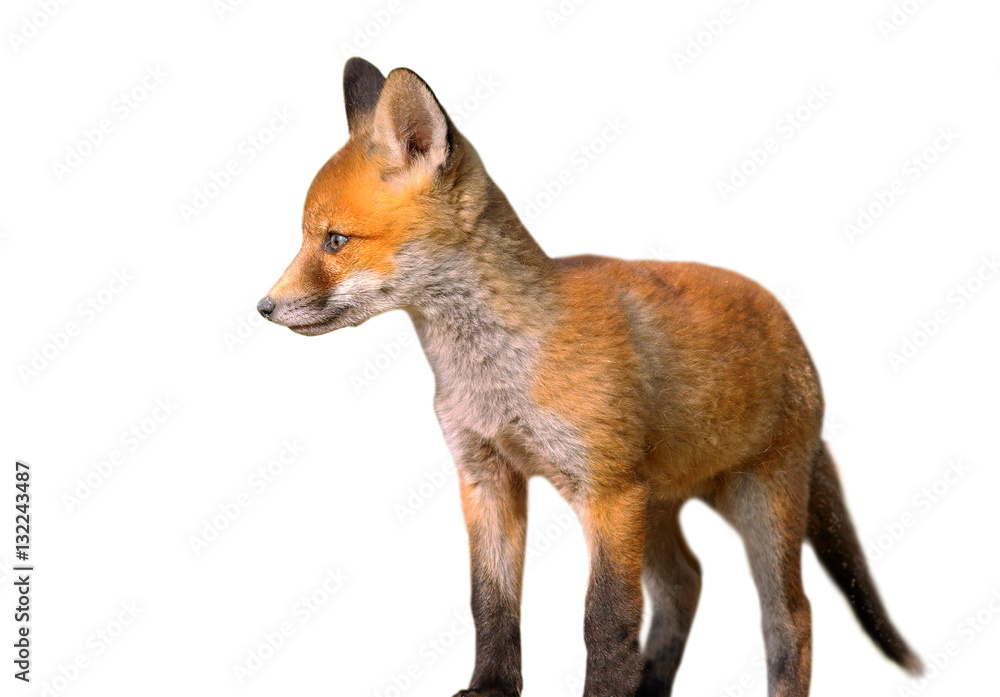 Fototapeta premium isolated young european fox