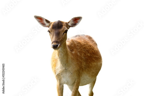 Fototapet isolated fallow deer hind