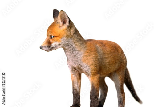isolated young european fox