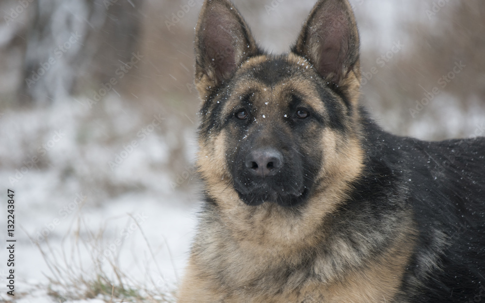 Shepherd on winter walk Shepherd on winter walk