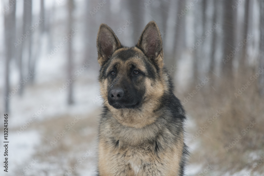 German Shepherd on a winter walk in the woods German Shepherd on a winter walk in the woods