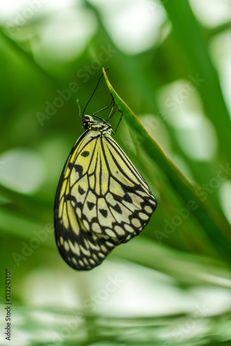 Tree nymph butterfly (Idea leuconoe)