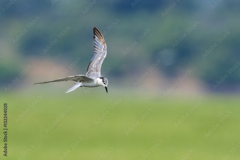 Fototapeta premium Whiskered Tern in Arugam bay lagoon, Sri Lanka