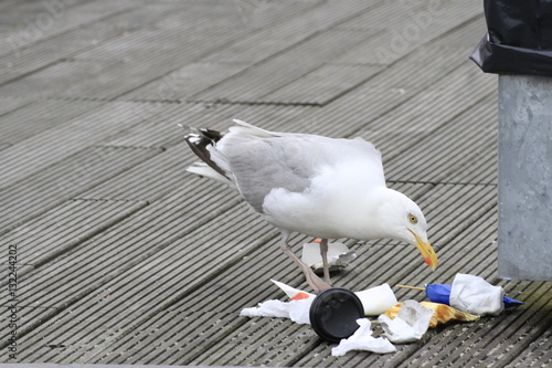 Freche Möwe macht der Müllabfuhr Konkurenz in Bremerhaven