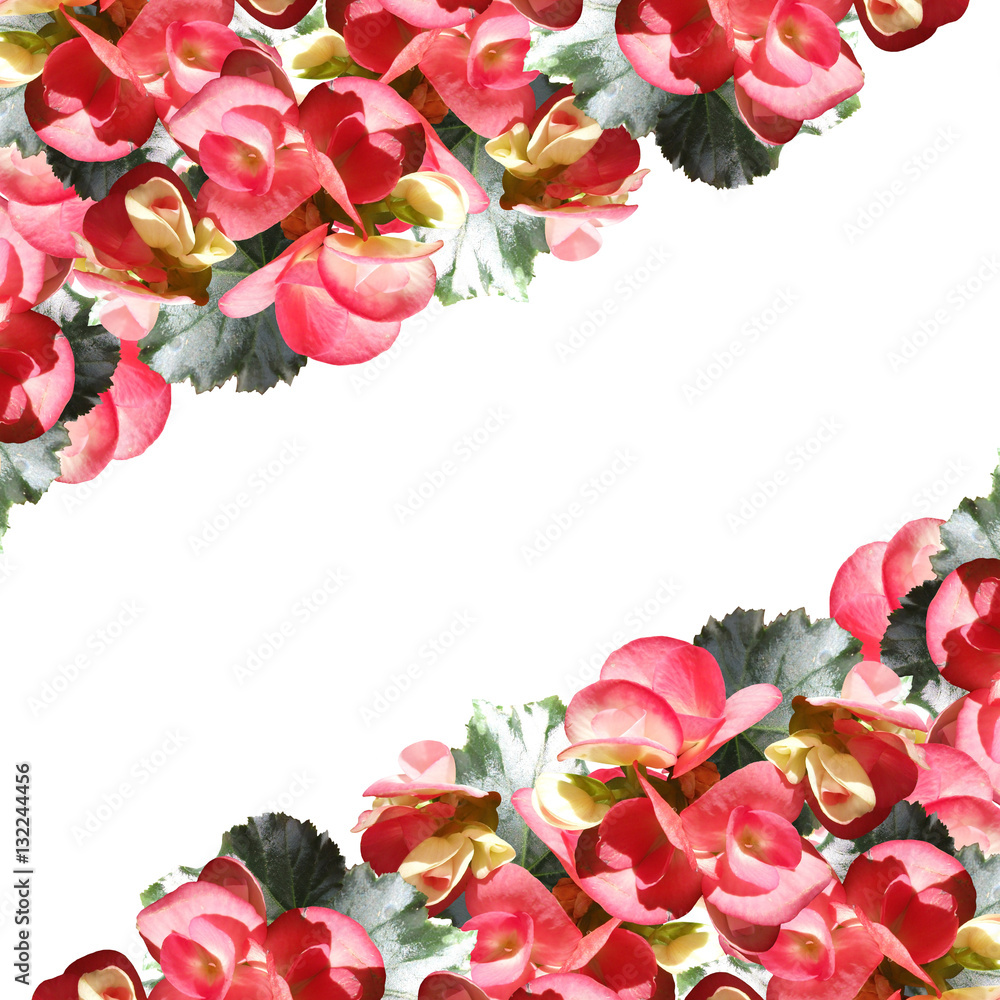 Beautiful floral background with pink begonias Beautiful floral background with pink begonias