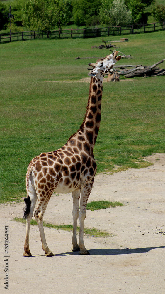 Obraz premium Giraffe