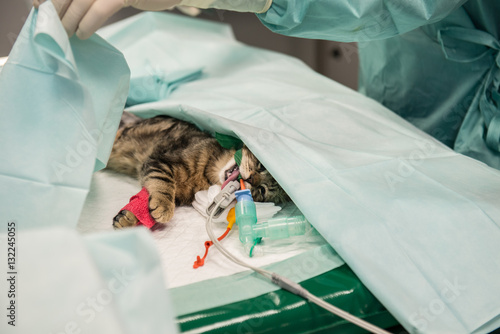 Fototapeta Naklejka Na Ścianę i Meble -  Le vétérinaire chirurgien opère une chatte, anesthésie générale.