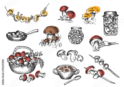 Mushrooms graphics. Vector set