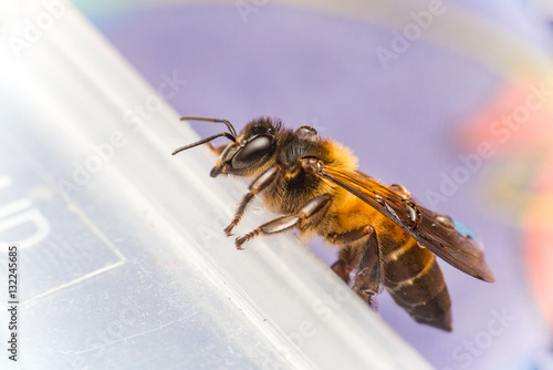 Stingless Male drone Giant Honey Bee, (Apis dorsata), with 3 ocellis on its head, isolated with purple background, showing its left view climbing a tupperware diagonally