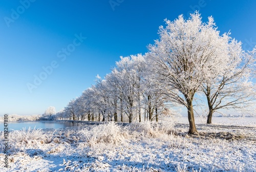 Alley of trees covered by frost on the dike