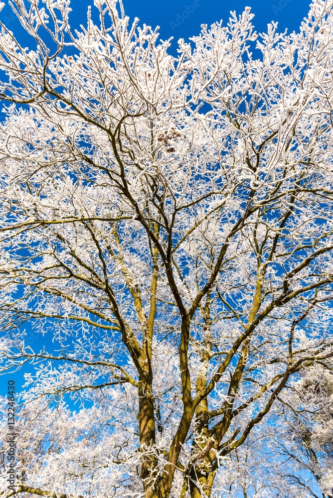 View upward into the tree covered by frost View upward into the tree covered by frost