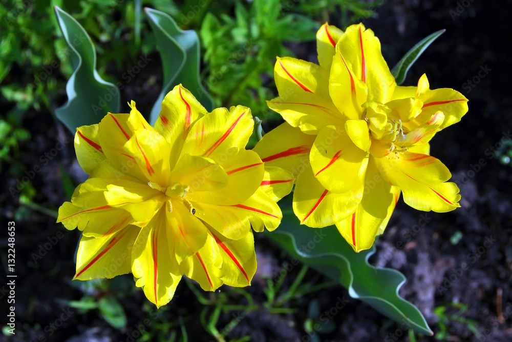 Obraz premium Daffodils