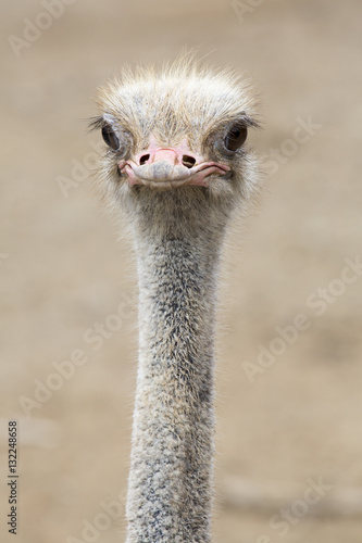Fotografie Straußenkopf