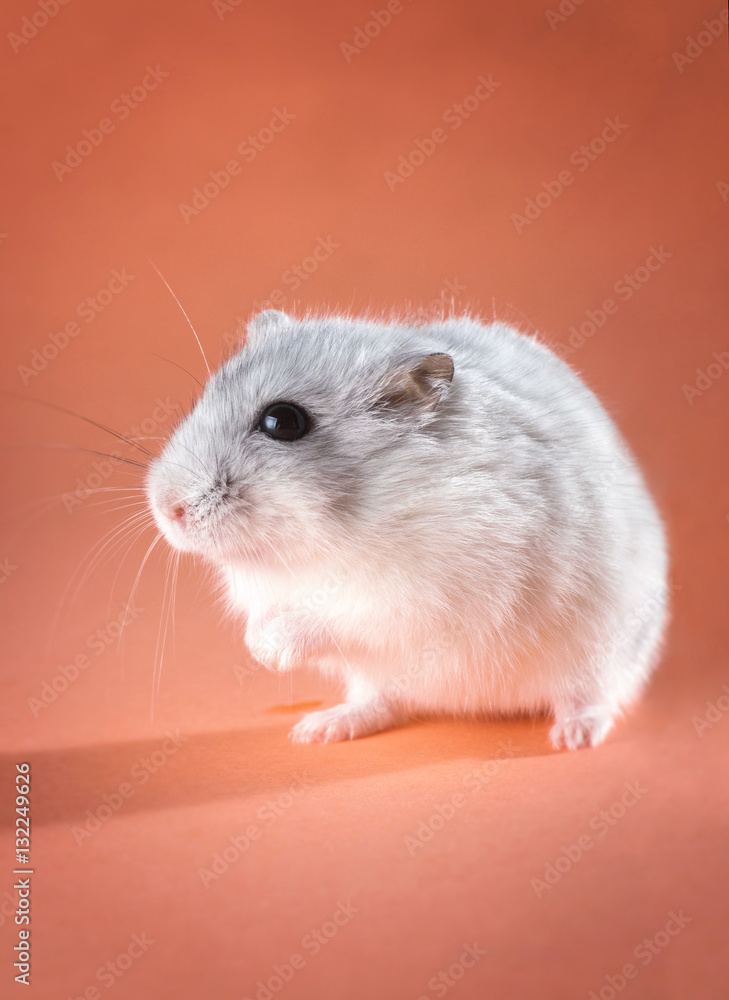 Jungar hamster standing on hind legs Jungar hamster standing on hind legs