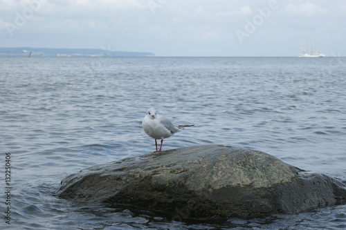 Einsame Möwe auf einem Stein im Wasser