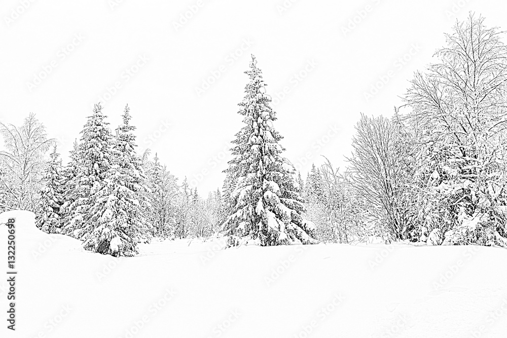 Fototapeta premium Spruce forest in winter. Winter landscape