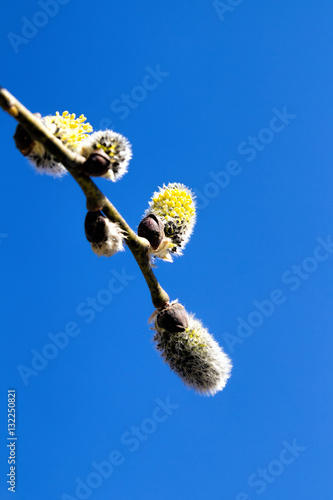 Blooming willow against the sky © ArtEvent ET