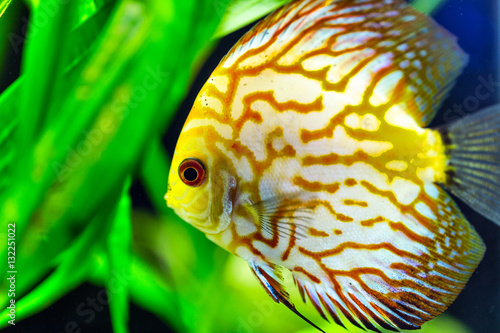 Yellow Gold discus fish