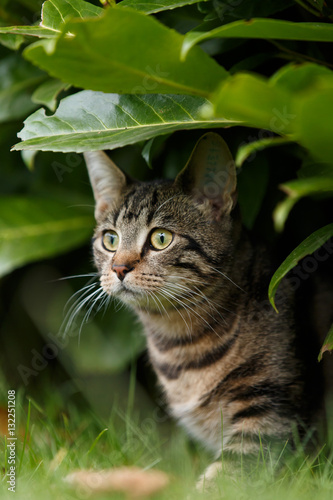 Wallpaper Mural Jungkatze im Herbst Torontodigital.ca