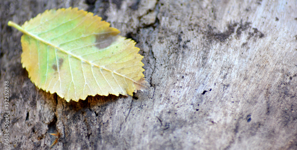 Fallen leaf on tree trunk