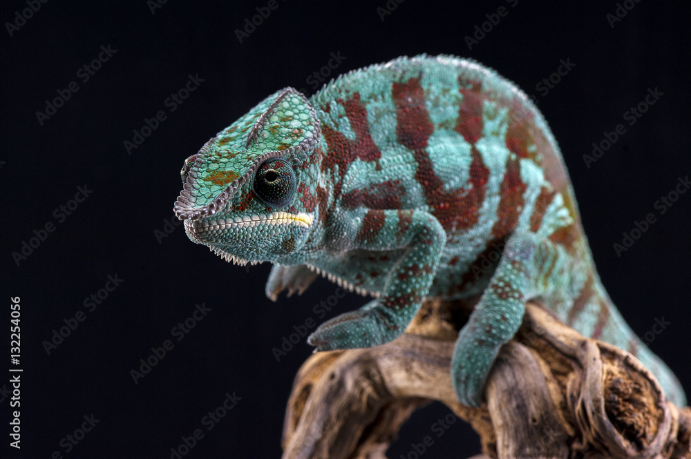 Obraz premium chameleon black background