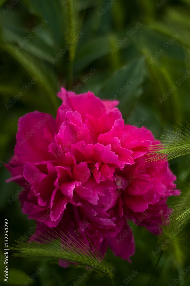Blooming red peony Blooming red peony