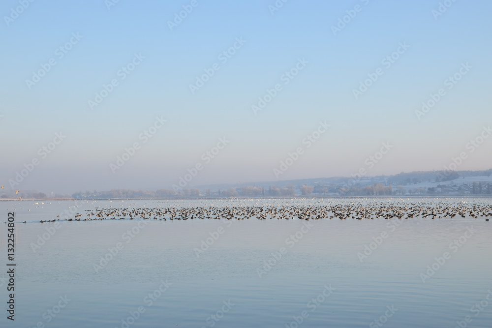 Vögelschwarm Bodensee