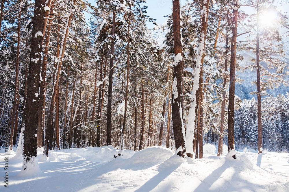 Snow-covered trees in winter forest at sunny day.
