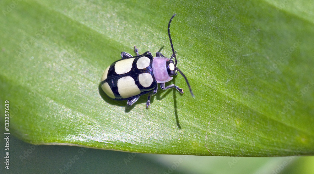Insect sighted in the Atlantic Rainforest, its natural habitat Insect sighted in the Atlantic Rainforest, its natural habitat
