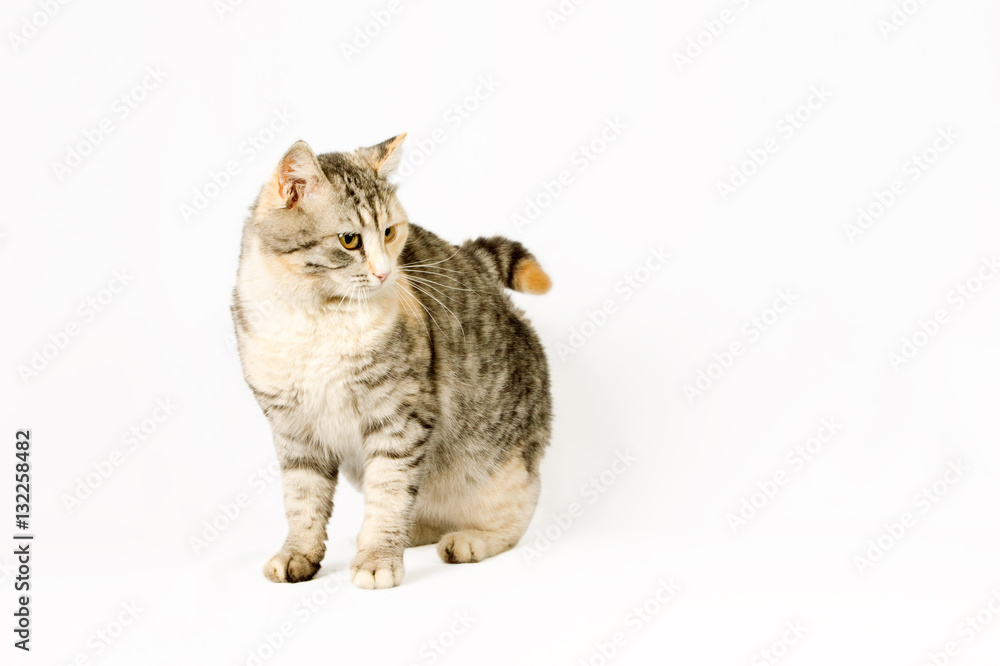 Fototapeta premium pedigreed shorthair spotted cat sits
