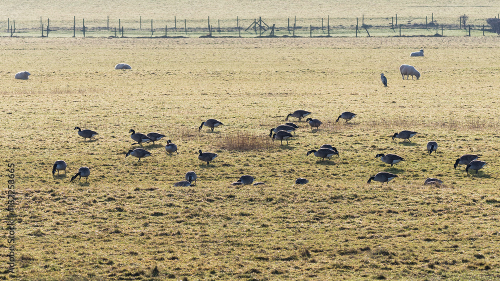Flock of Canada geese (Branta canadensis) grazing with sheep. Large black and white birds in the family Anatidae feeding on pasture over winter in Somerset, UK, with solitary heron Flock of Canada geese (Branta canadensis) grazing with sheep. Large black and white birds in the family Anatidae feeding on pasture over winter in Somerset, UK, with solitary heron
